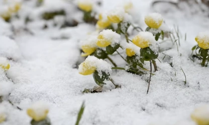 christmas-aconite-flowers-gallery-4