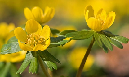 christmas-aconite-flowers-gallery-5