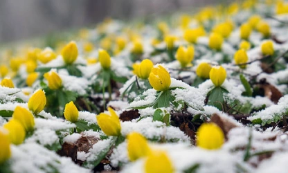 christmas-aconite-flowers-gallery-6