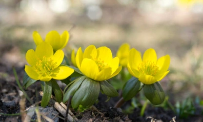 christmas-aconite-flowers-gallery-7