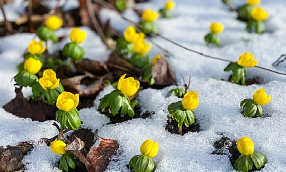 christmas-aconite-flowers-gallery-8