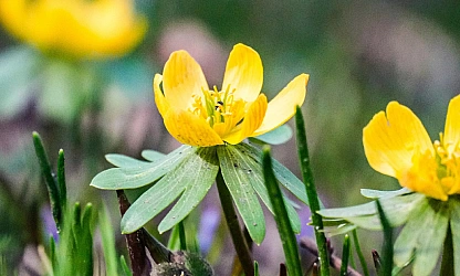 christmas-aconite-flowers-gallery-9