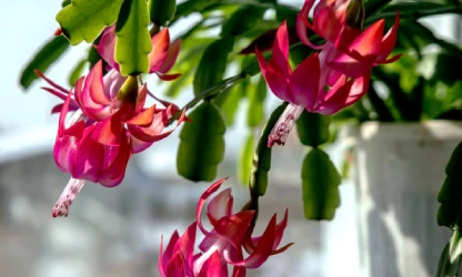 christmas-cactus-flowers-gallery-10