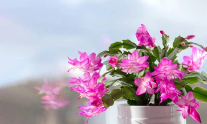 christmas-cactus-flowers-gallery-11
