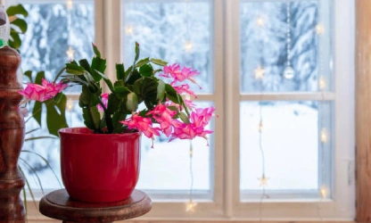 christmas-cactus-flowers-gallery-12