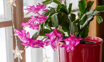 christmas-cactus-flowers-gallery-13