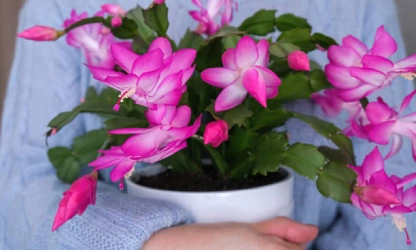 christmas-cactus-flowers-gallery-14