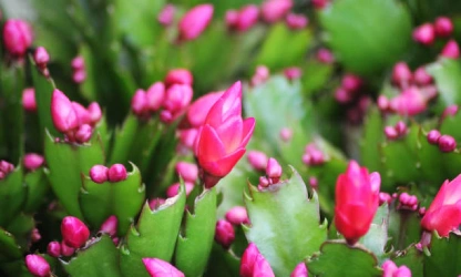 christmas-cactus-flowers-gallery-15
