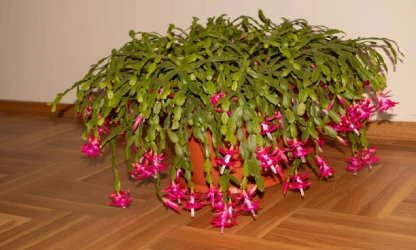 christmas-cactus-flowers-gallery-2