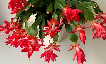 christmas-cactus-flowers-gallery-3