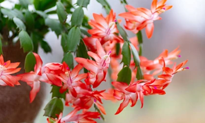 christmas-cactus-flowers-gallery-4