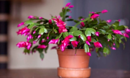 christmas-cactus-flowers-gallery-5
