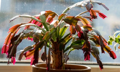 christmas-cactus-flowers-gallery-6