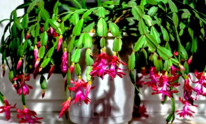 christmas-cactus-flowers-gallery-7