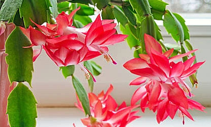 christmas-cactus-flowers-gallery-8