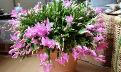 christmas-cactus-flowers-gallery-9