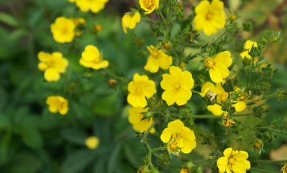 cinquefoil-flowers-gallery-1