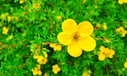 cinquefoil-flowers-gallery-10