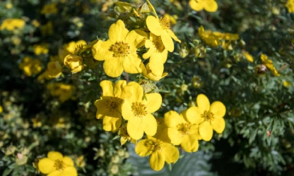 cinquefoil-flowers-gallery-11
