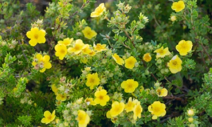 cinquefoil-flowers-gallery-12