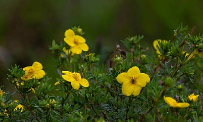 cinquefoil-flowers-gallery-13