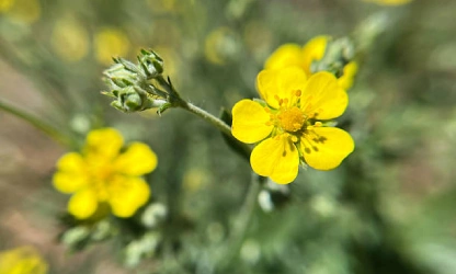 cinquefoil-flowers-gallery-14