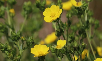 cinquefoil-flowers-gallery-15