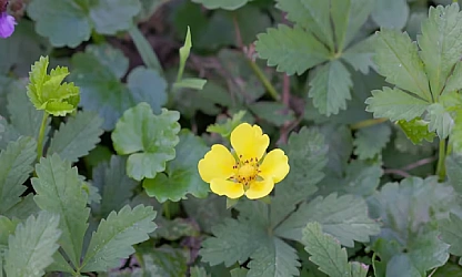 cinquefoil-flowers-gallery-16