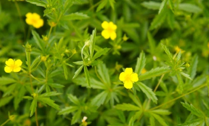 cinquefoil-flowers-gallery-2