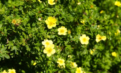 cinquefoil-flowers-gallery-3