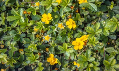 cinquefoil-flowers-gallery-4