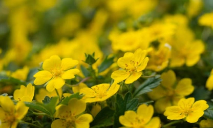 cinquefoil-flowers-gallery-5
