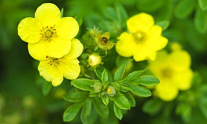 cinquefoil-flowers-gallery-6