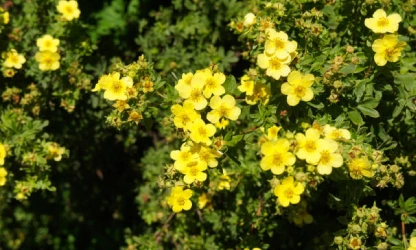 cinquefoil-flowers-gallery-7