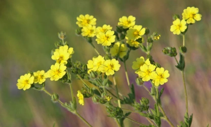 cinquefoil-flowers-gallery-8
