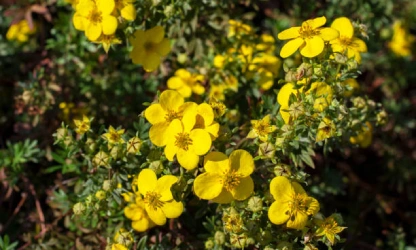 cinquefoil-flowers-gallery-9