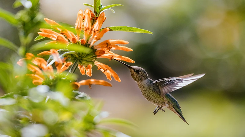 d-Attract Hummingbirds