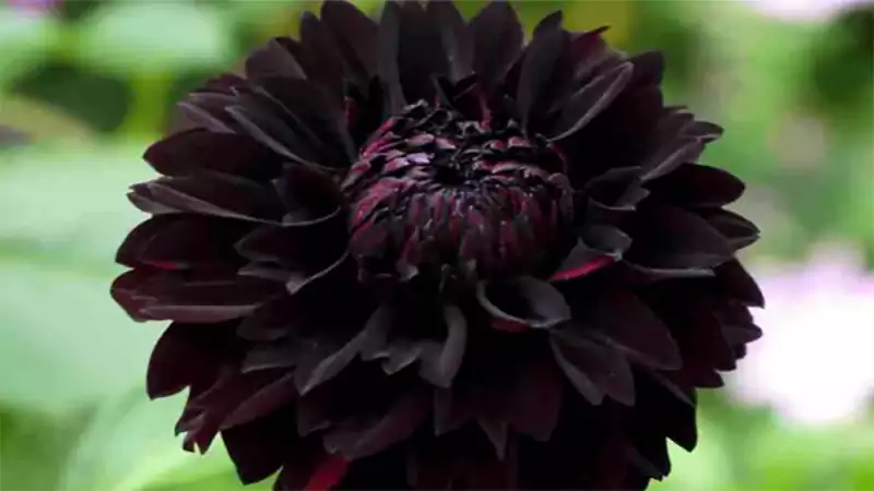 d-Black Dahlia Flower