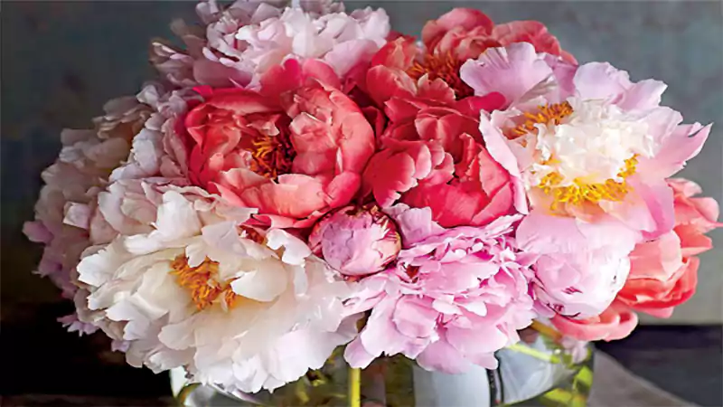 d-Colour Peony