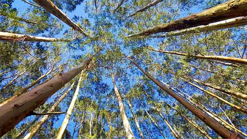 d-Eucalyptus Tree Planting