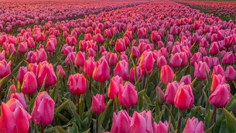 d-Flowers That Start With T