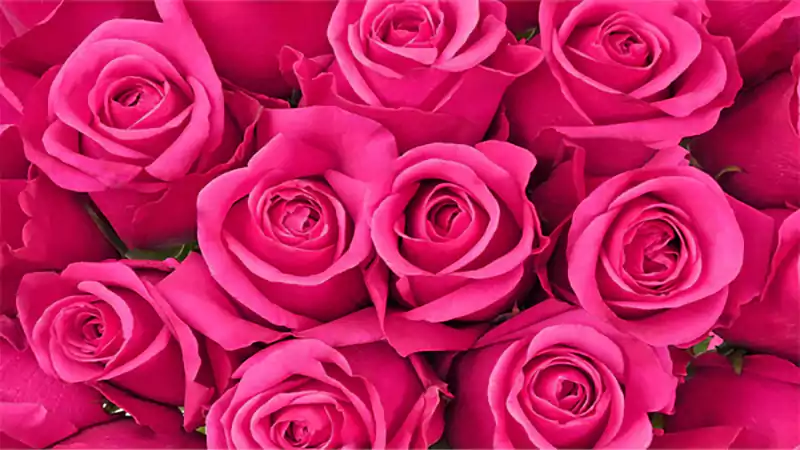 d-Pink Roses Meaning