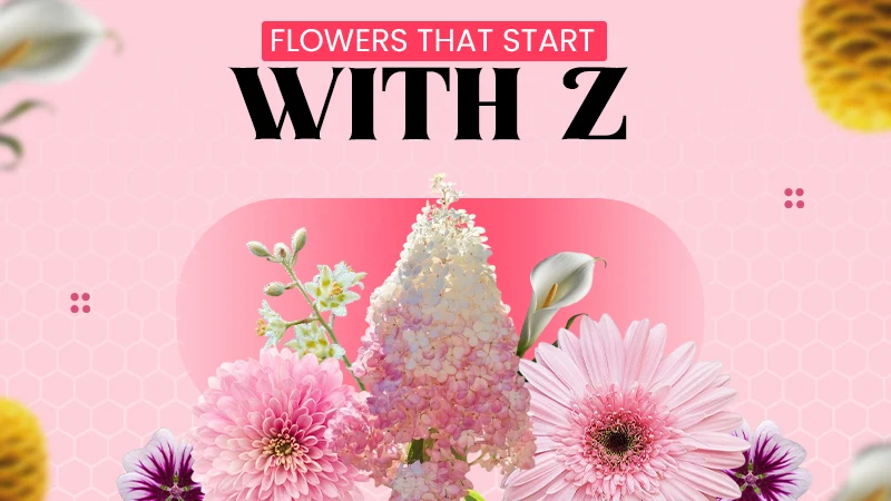flower that start with z