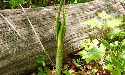 Green Dragon flowers featured