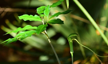 Green Dragon flowers gallery 15