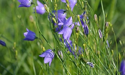 Harbell flowers featured 12