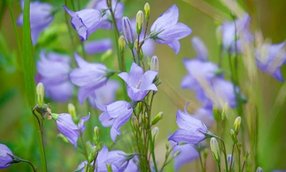 Harbell flowers gallery 2
