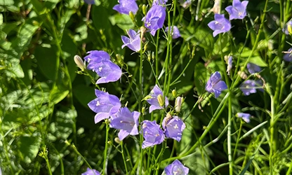 Harbell flowers gallery 7