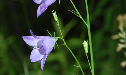 Harbell flowers gallery 9