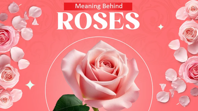 meaning behind roses